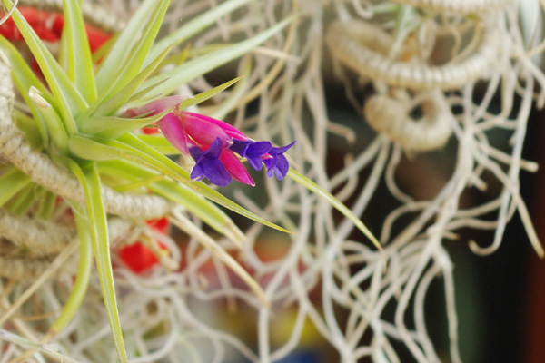 みごとに開花中