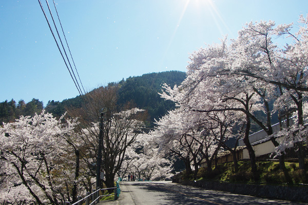 桜、舞う