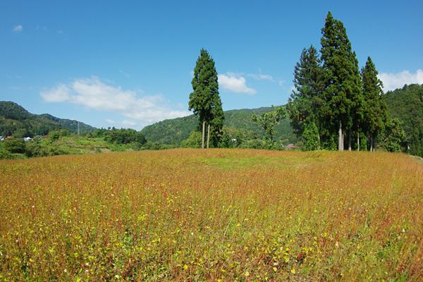 蕎麦畑と蒼翔祭