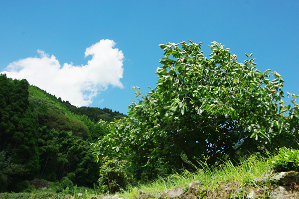 カキの木と青い空