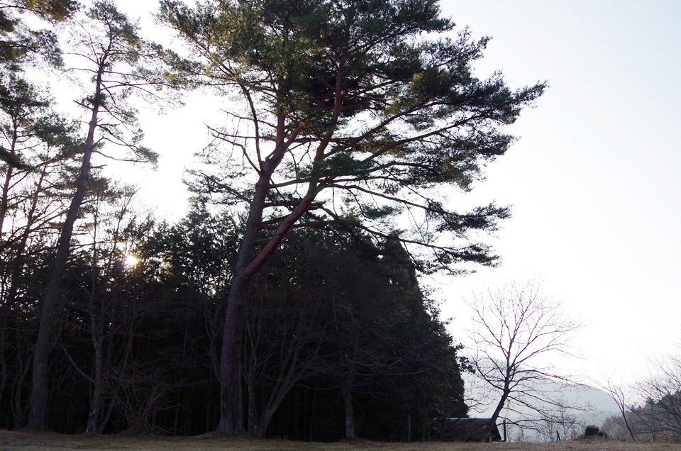 四国旅最終日：「〆の海鮮丼」