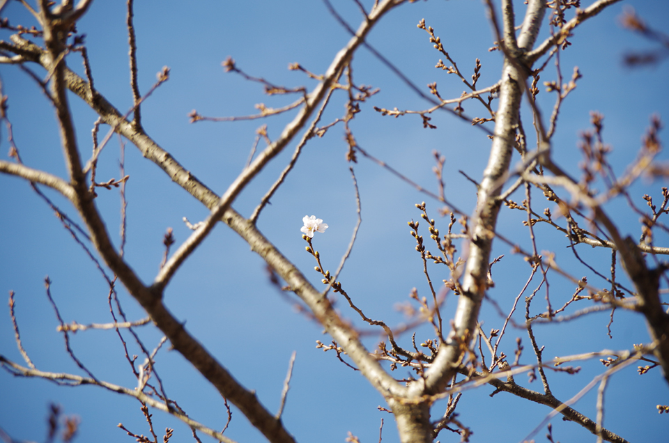 桜とともに出店告知